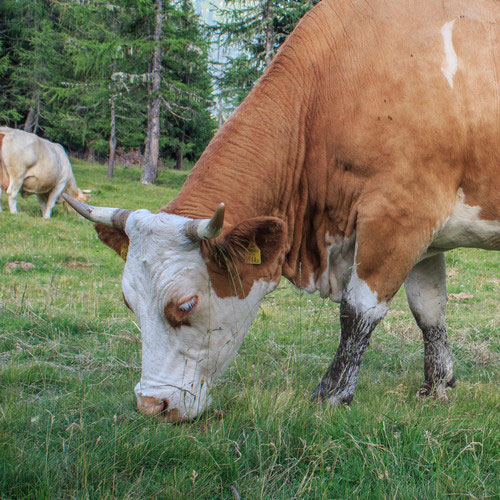 冬季肉牛规模养殖场如何提高效益